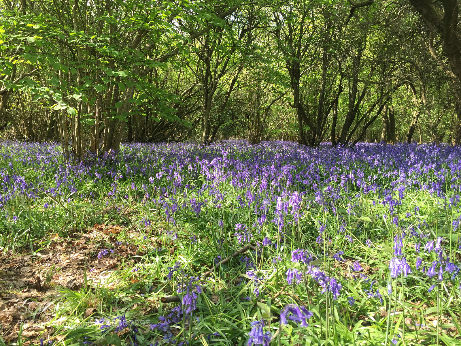 Apple iPhone 6 sample photo. Waresley & gransden woods, cambridgeshire photography