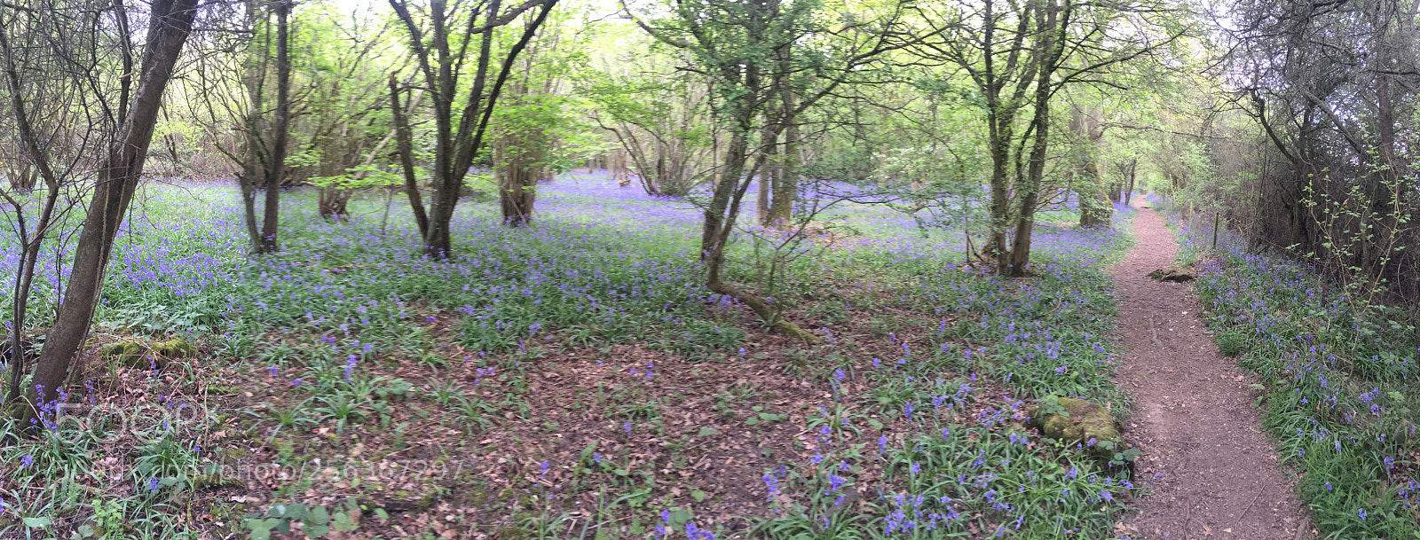Apple iPhone 6 sample photo. Waresley & gransden woods, cambridgeshire photography