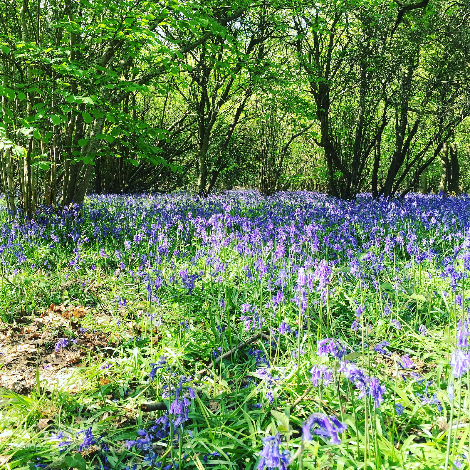 Apple iPhone 6 sample photo. Waresley & gransden woods, cambridgeshire photography