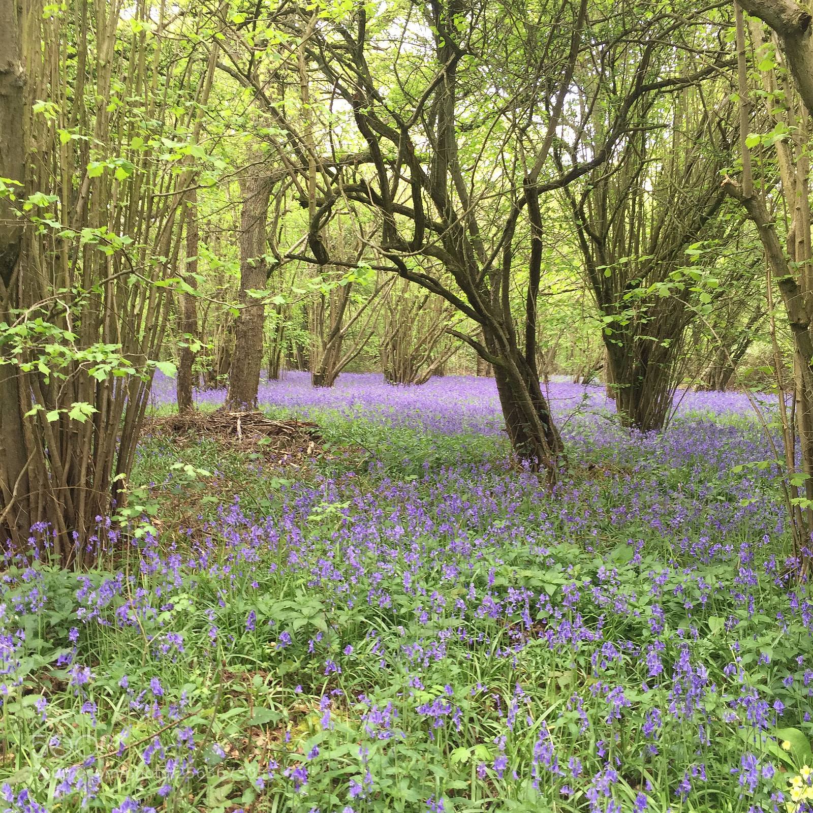 Apple iPhone 6 sample photo. Waresley & gransden woods, cambridgeshire photography