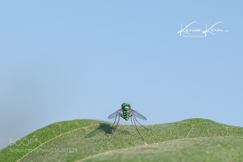 Sony a99 II sample photo. Looking at my world !!  photography