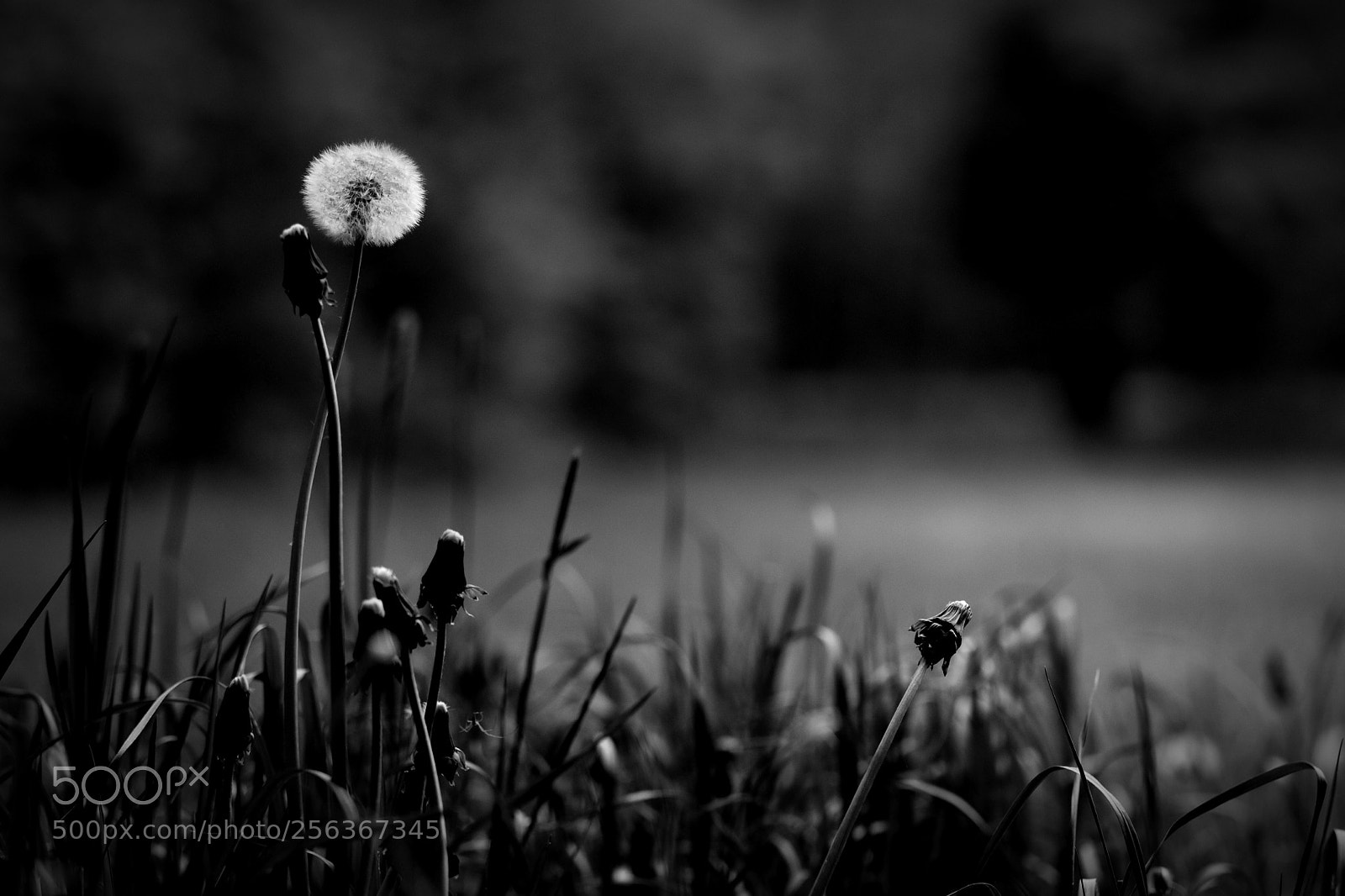 Canon EOS 80D sample photo. Pusteblume.... photography