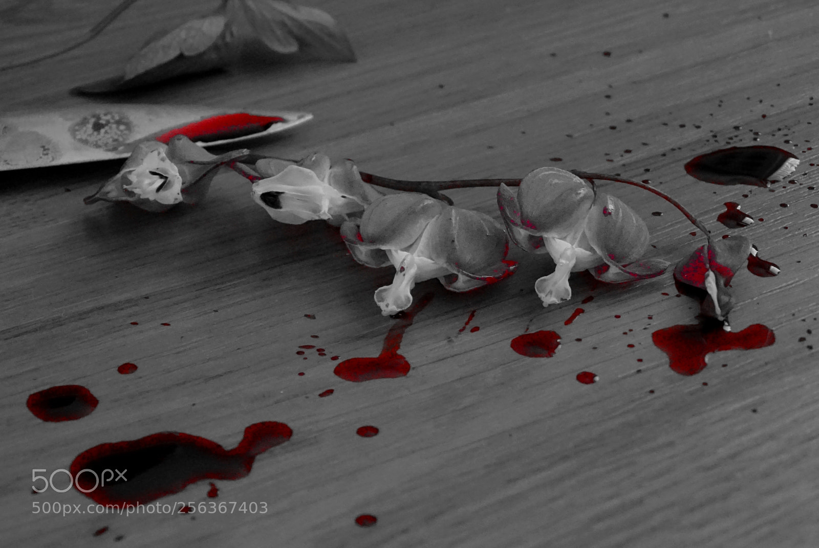 Sony Cyber-shot DSC-HX400V sample photo. Bleeding heart photography