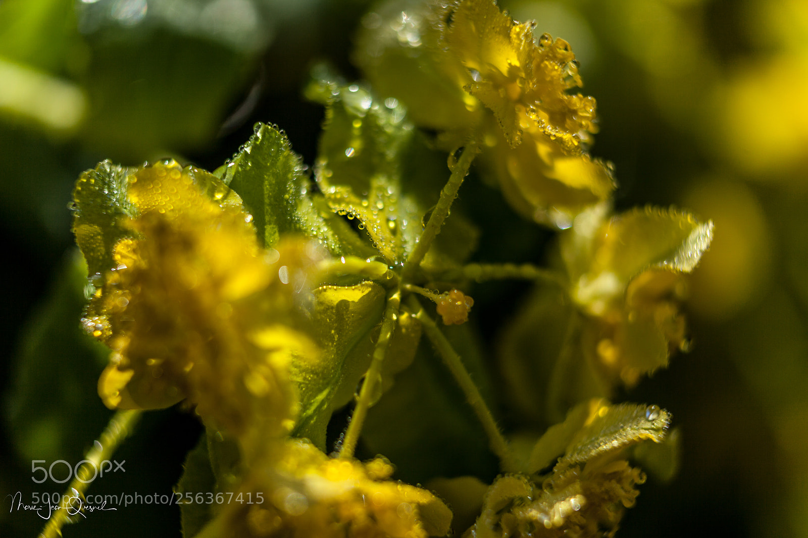 Canon EOS 5D Mark II sample photo. Fleurs d'euphorbe 1 photography