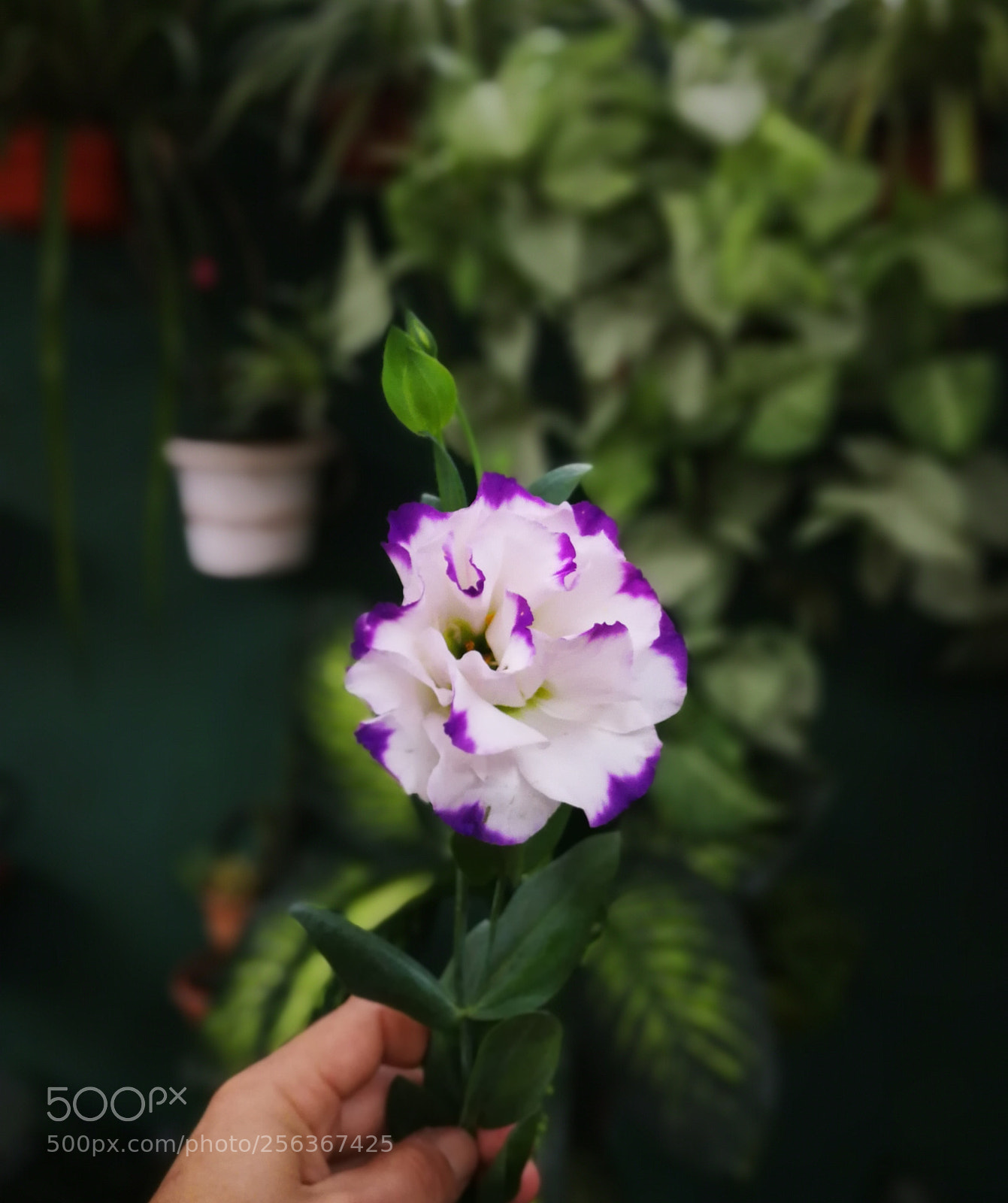 HUAWEI Mate 9 sample photo. The violet flower. photography