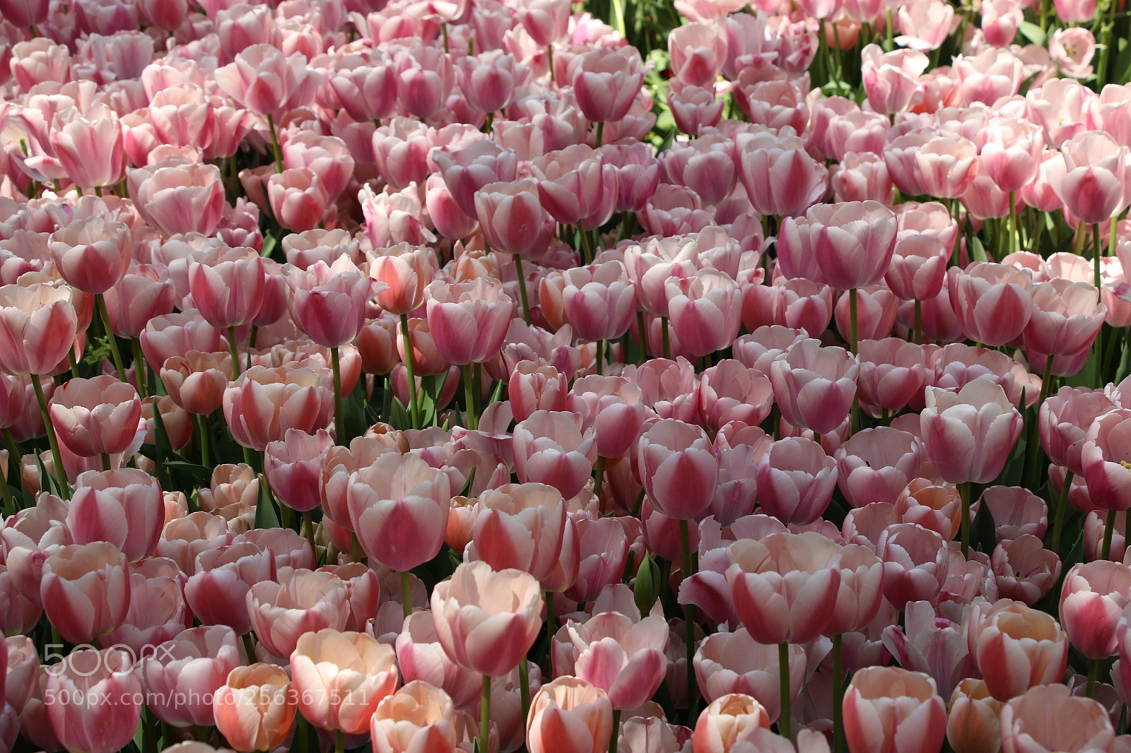 Canon EOS 70D sample photo. Pink photography