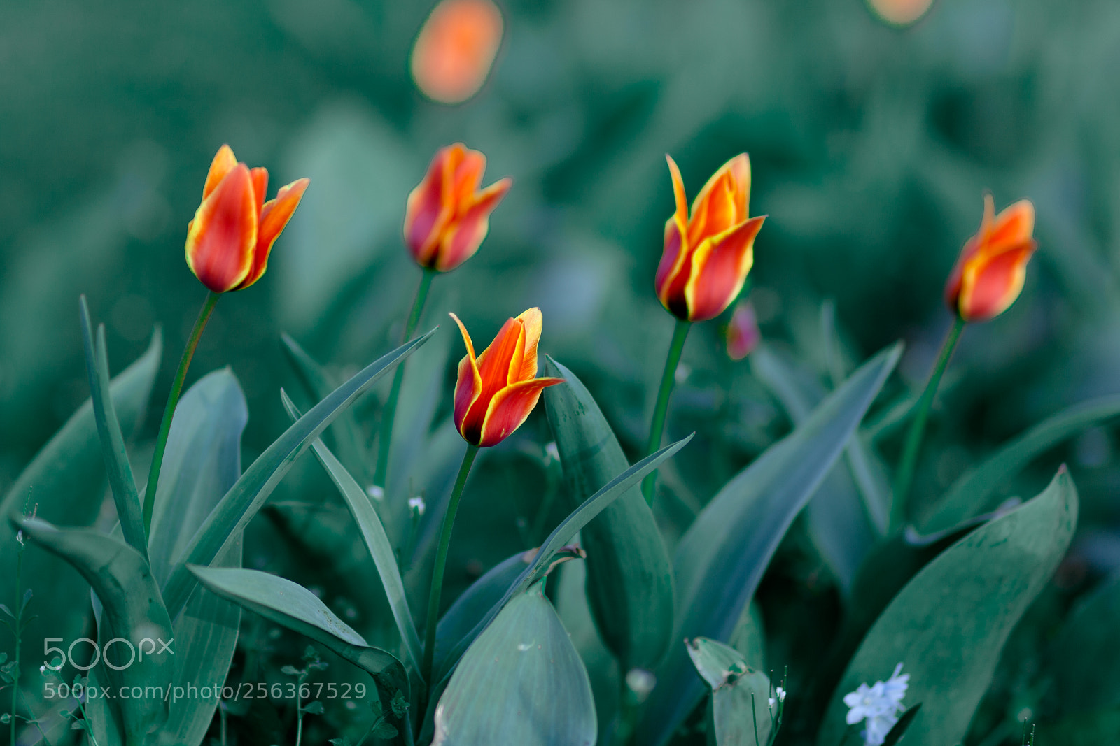 Canon EOS 5D Mark II sample photo. Tulips photography