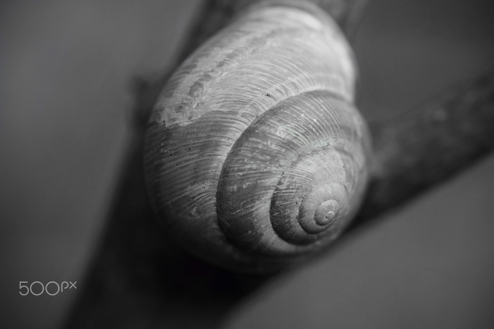 Nikon D5300 sample photo. Snail photography