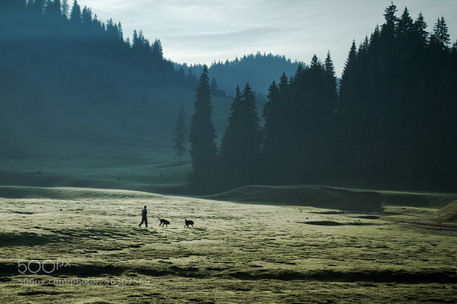 Nikon D3200 sample photo. Morning walk with dogs photography
