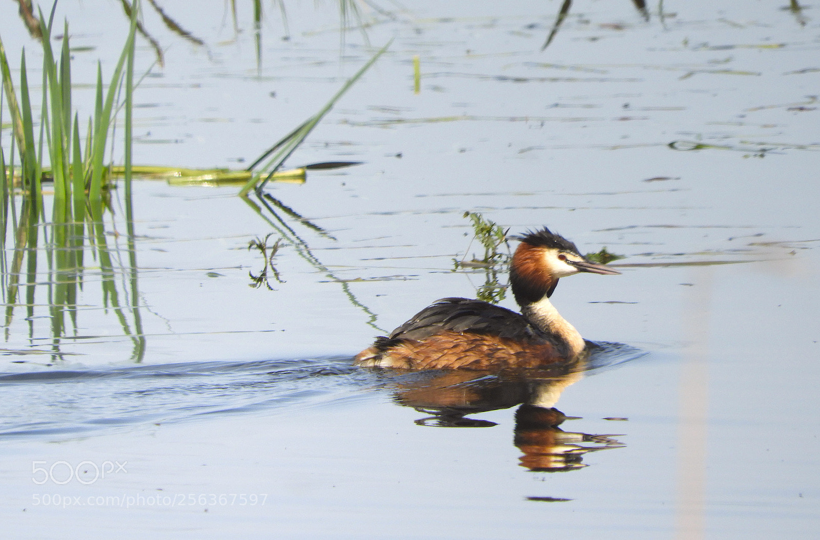 Nikon Coolpix B700 sample photo. Great crested grebe photography