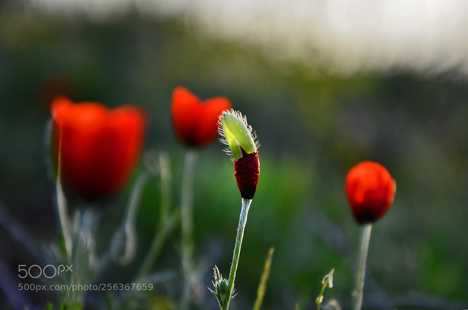 Nikon D7000 sample photo. Flower bud photography