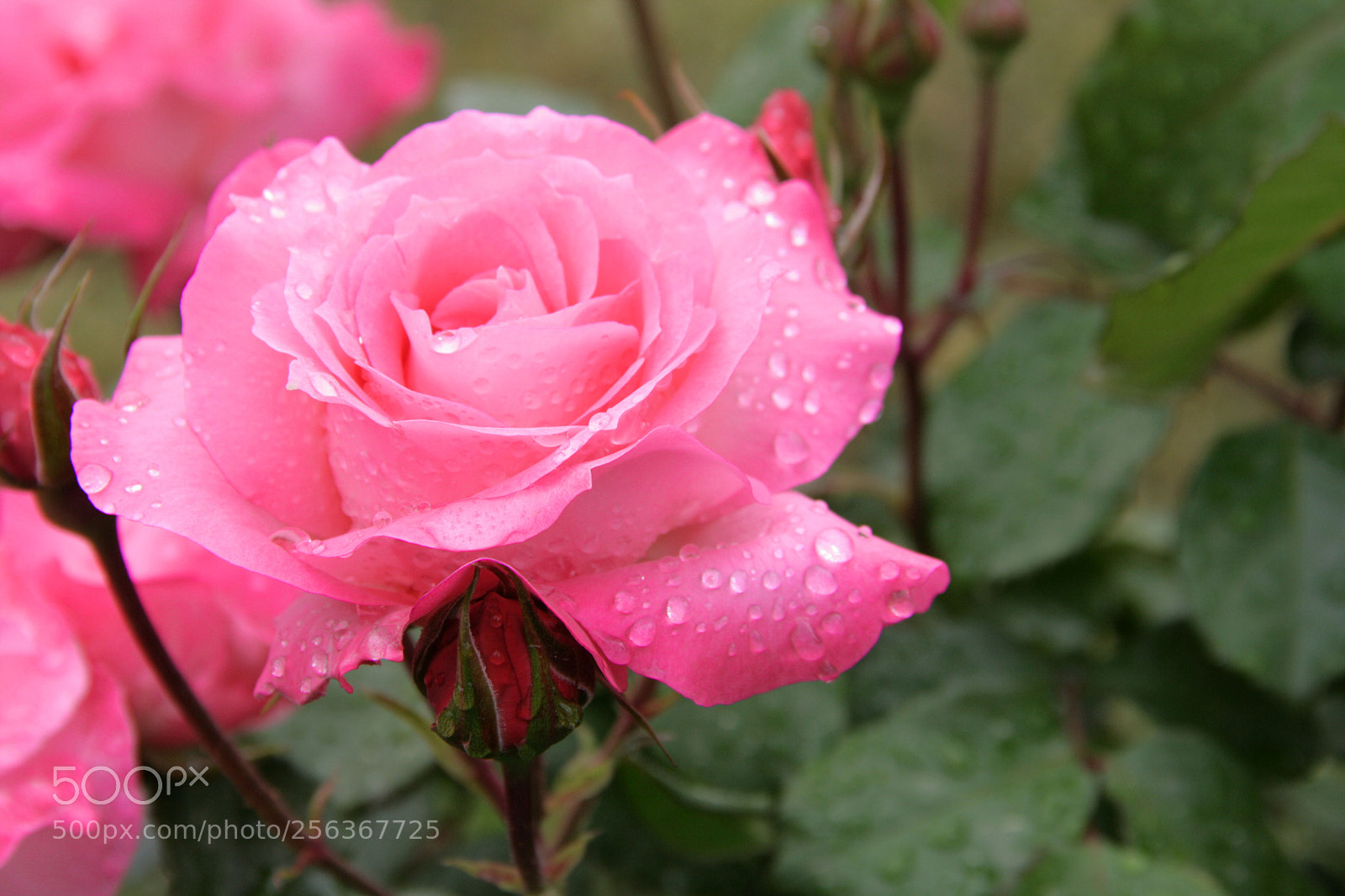 Canon EOS 400D (EOS Digital Rebel XTi / EOS Kiss Digital X) sample photo. Pink rose photography