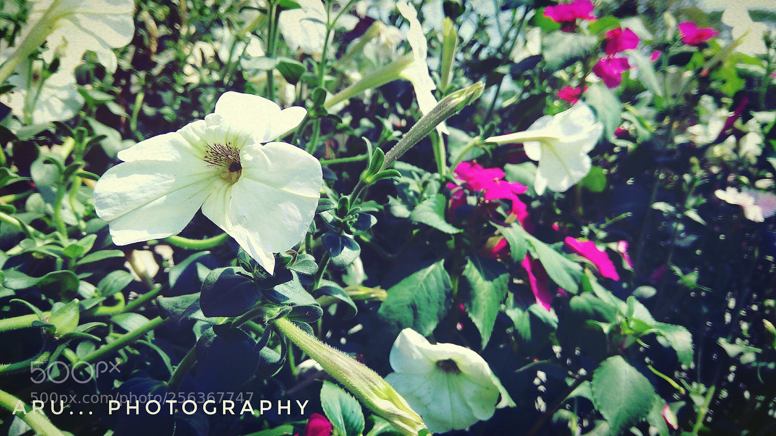 Xiaomi Redmi Note 4 sample photo. A new day photography