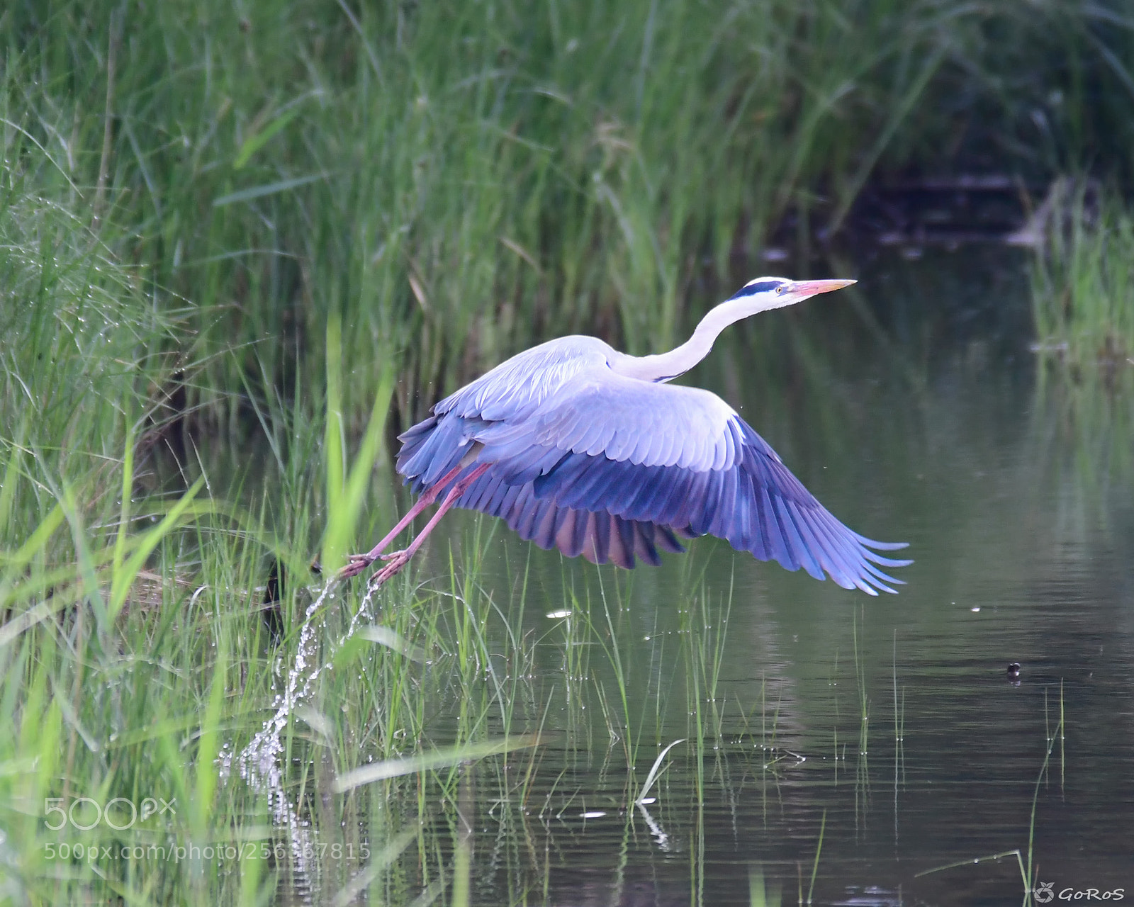 Nikon D500 sample photo. Ale-hop!
(ardea cinerea) photography