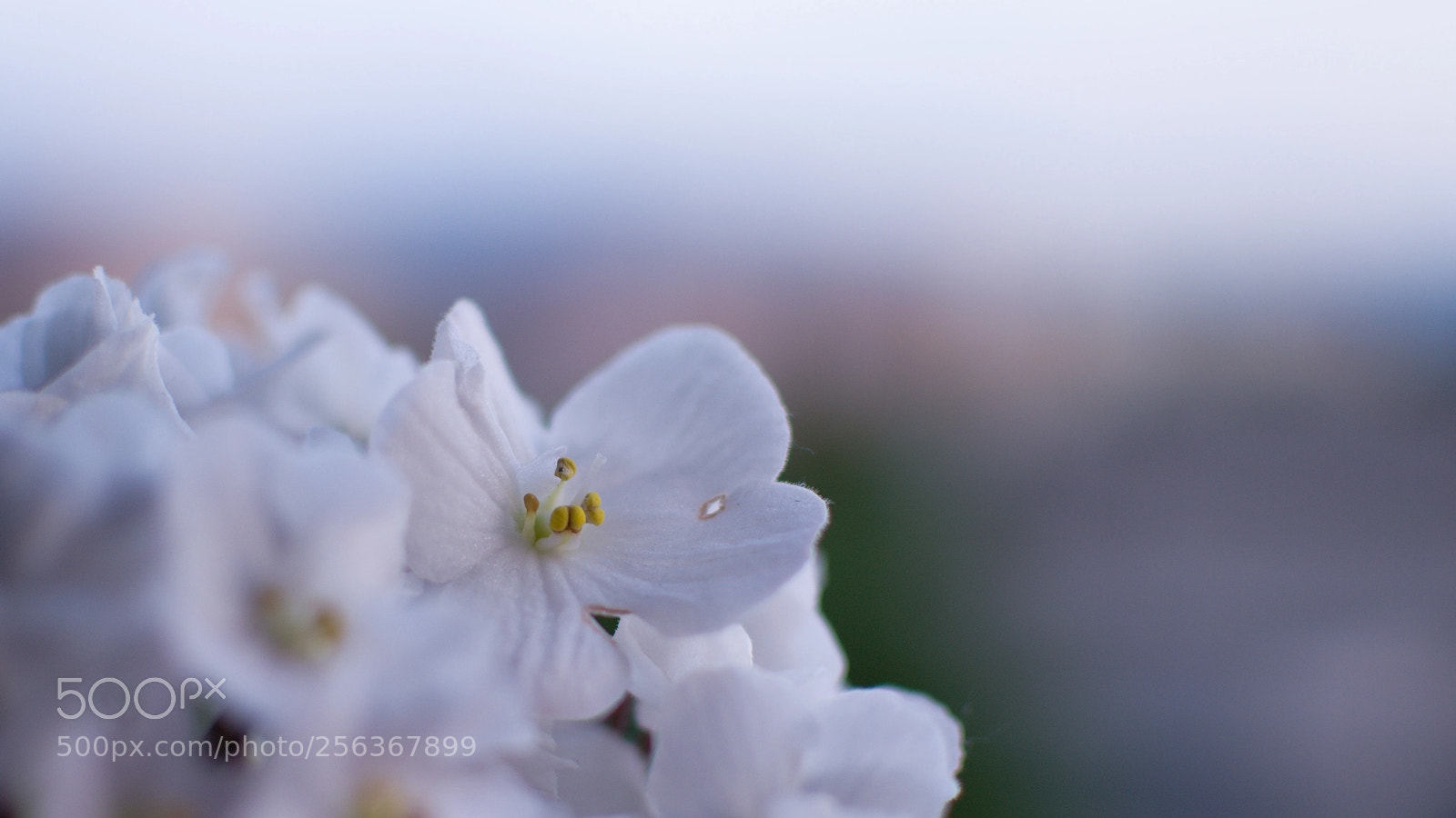 Nikon D3100 sample photo. Fialka africka photography