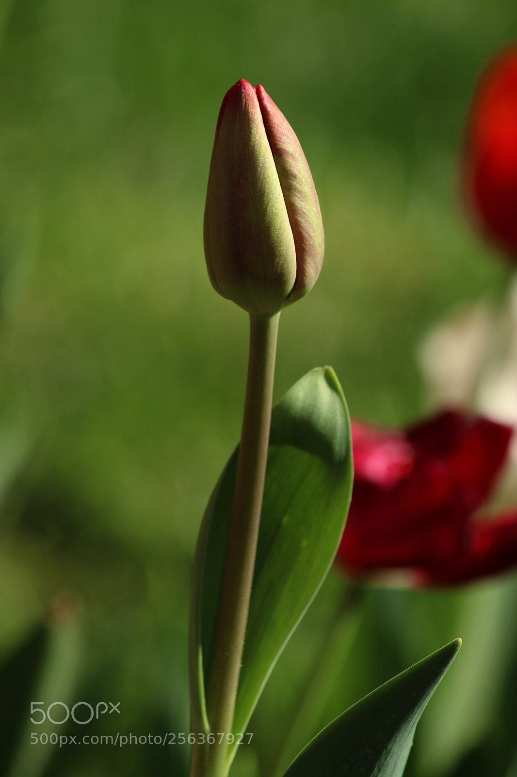 Canon EOS 70D sample photo. Baby tulip photography