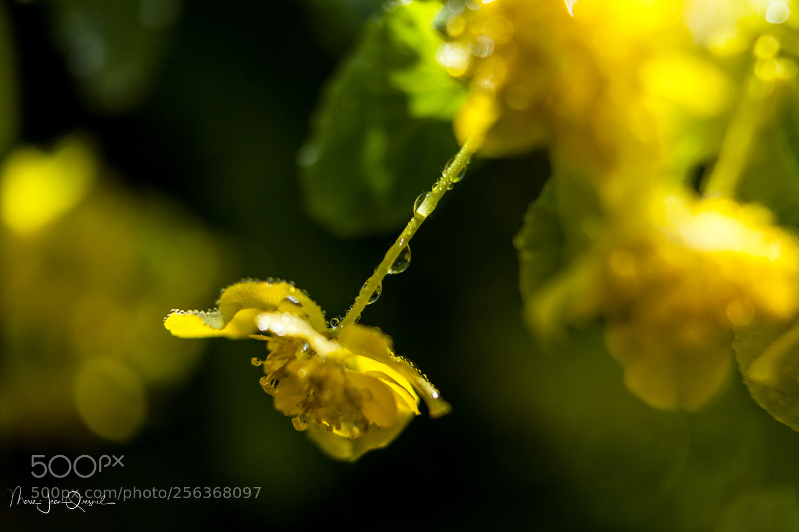 Canon EOS 5D Mark II sample photo. Fleur d'euphorbe 3 photography