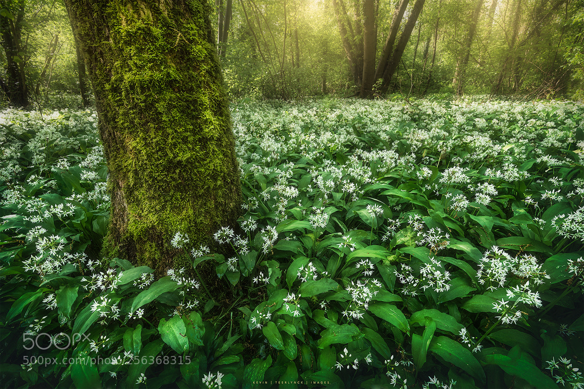Nikon D750 sample photo. Wild garlic morning photography