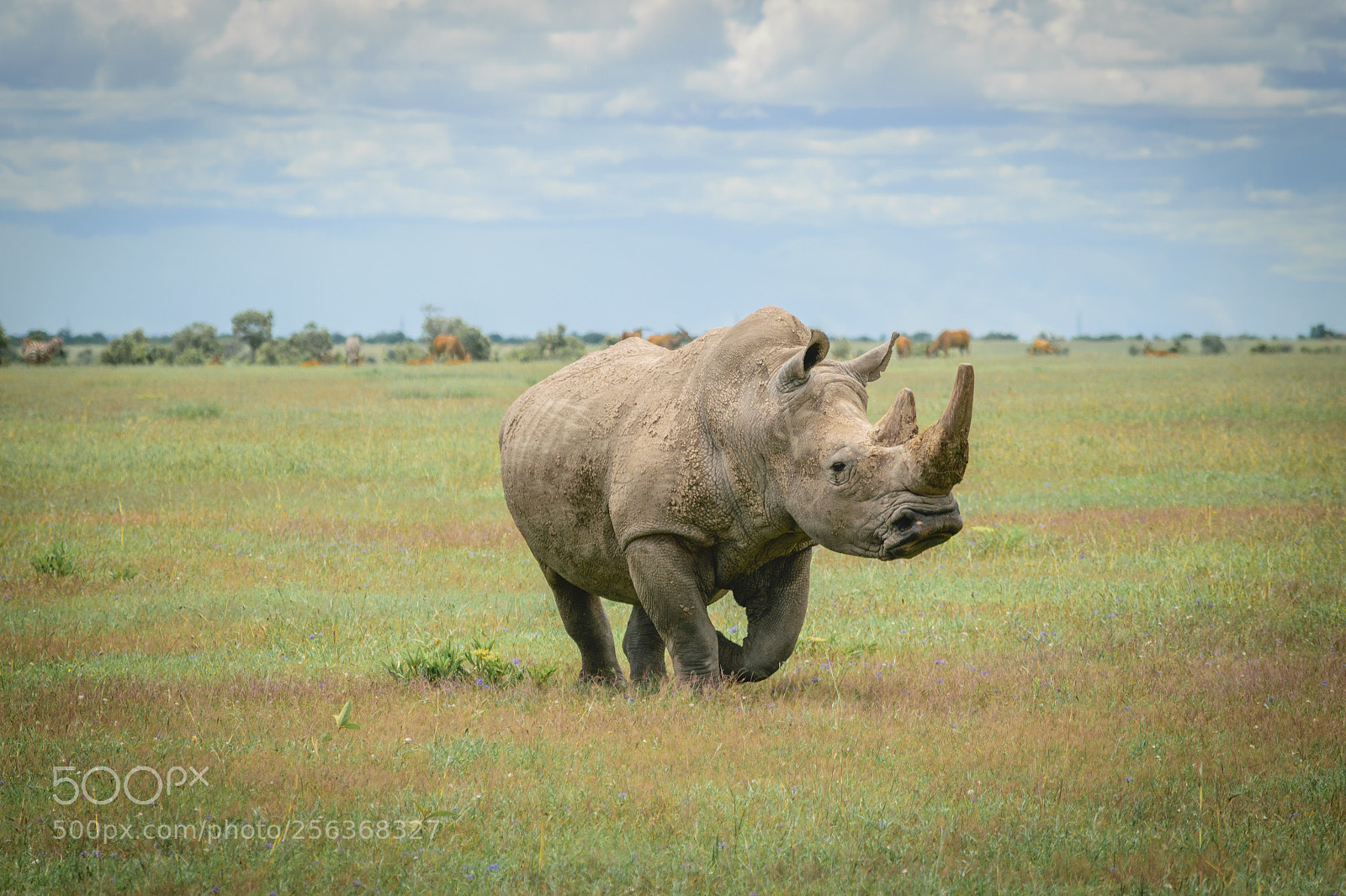 Nikon D5300 sample photo. Rhino photography