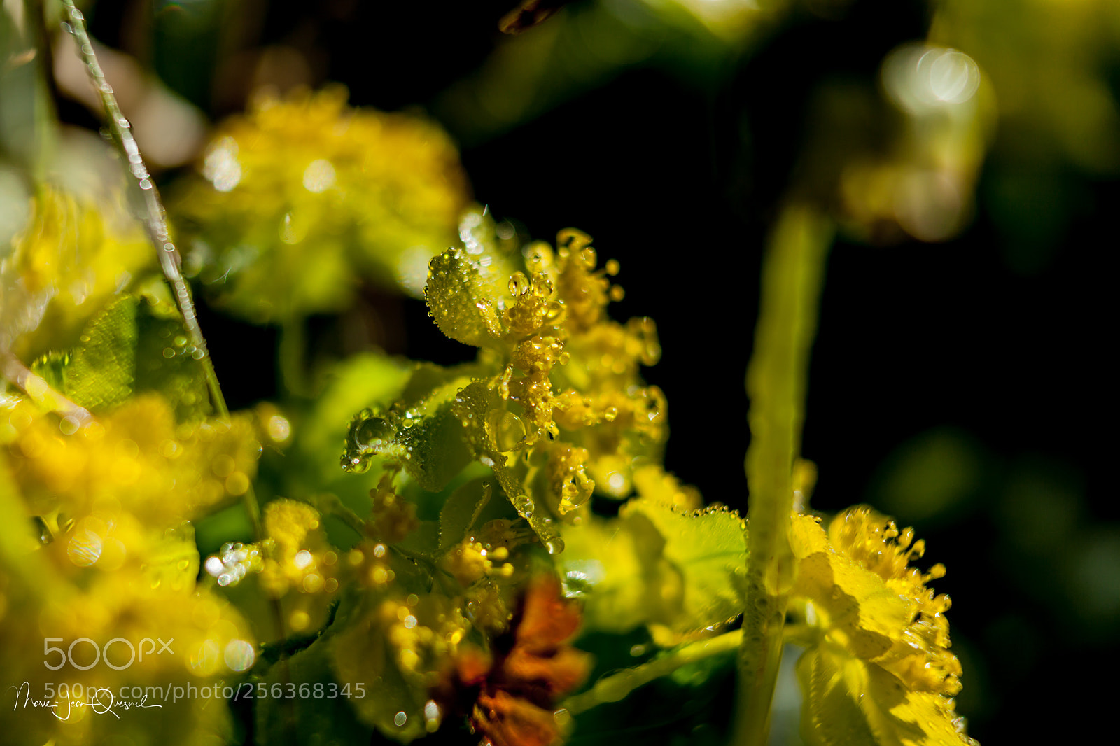 Canon EOS 5D Mark II sample photo. Fleur d'euphorbe 5 photography