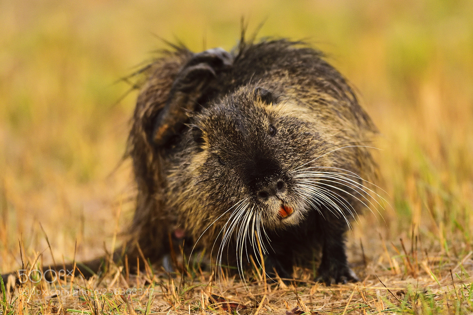 Nikon D750 sample photo. Nutria o castorino myocastor photography