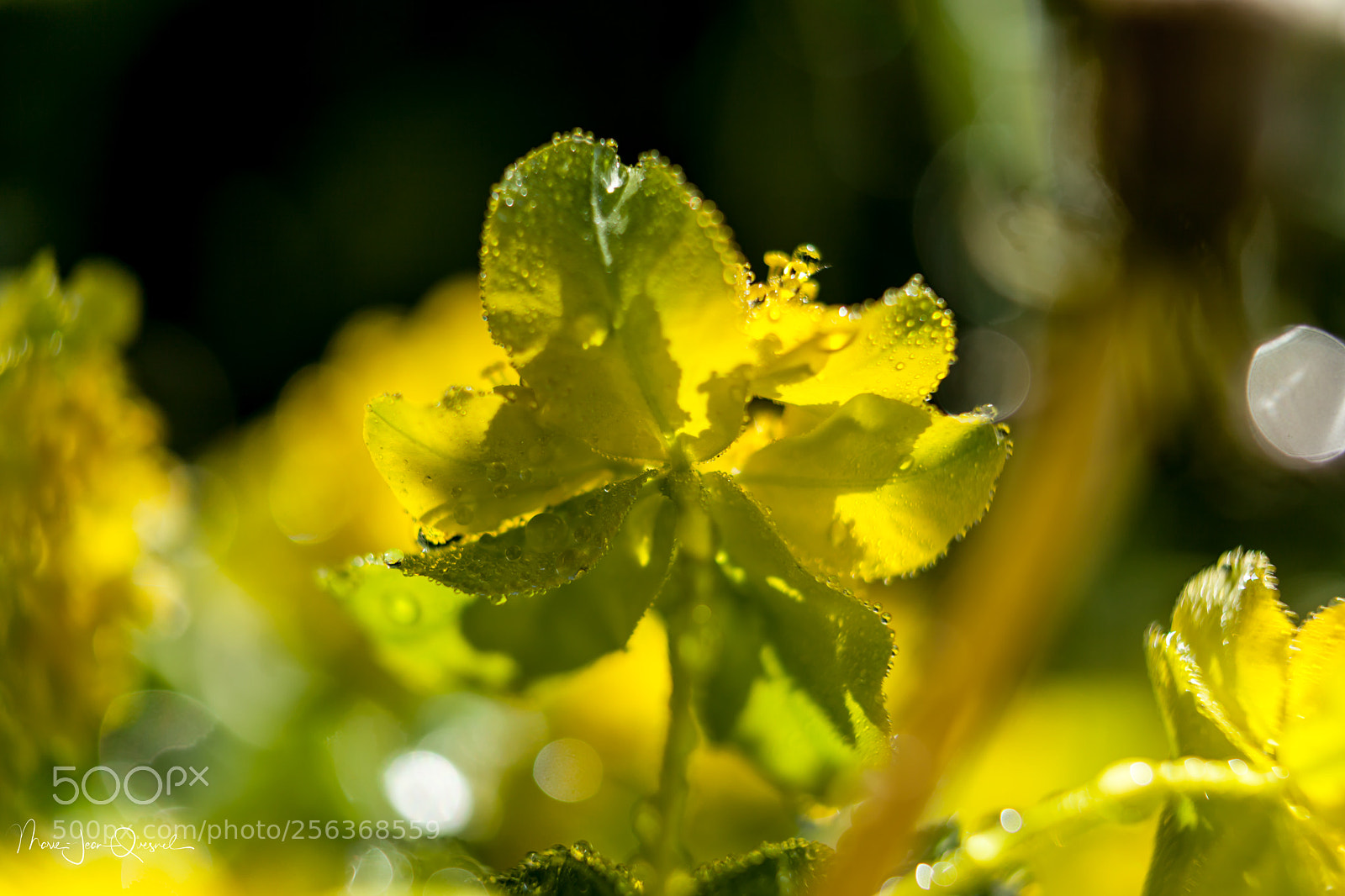 Canon EOS 5D Mark II sample photo. Fleurs d'euphorbe 6 photography
