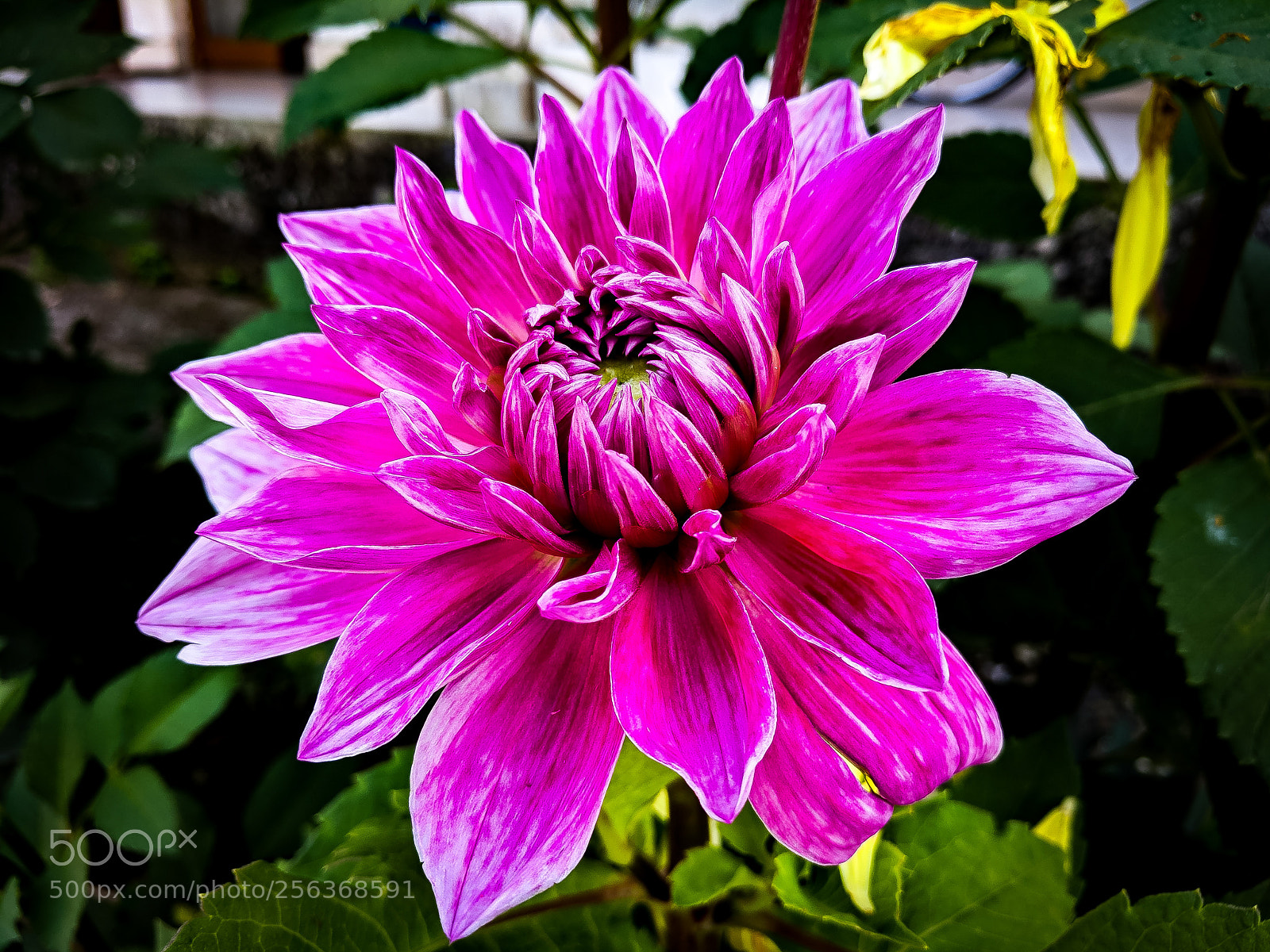 Google Pixel XL sample photo. Untitled photography