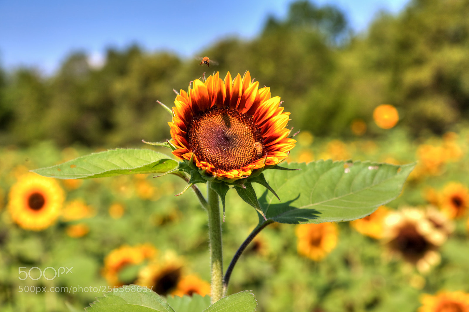 Canon EOS 5D Mark II sample photo. Sunflower and a bee photography