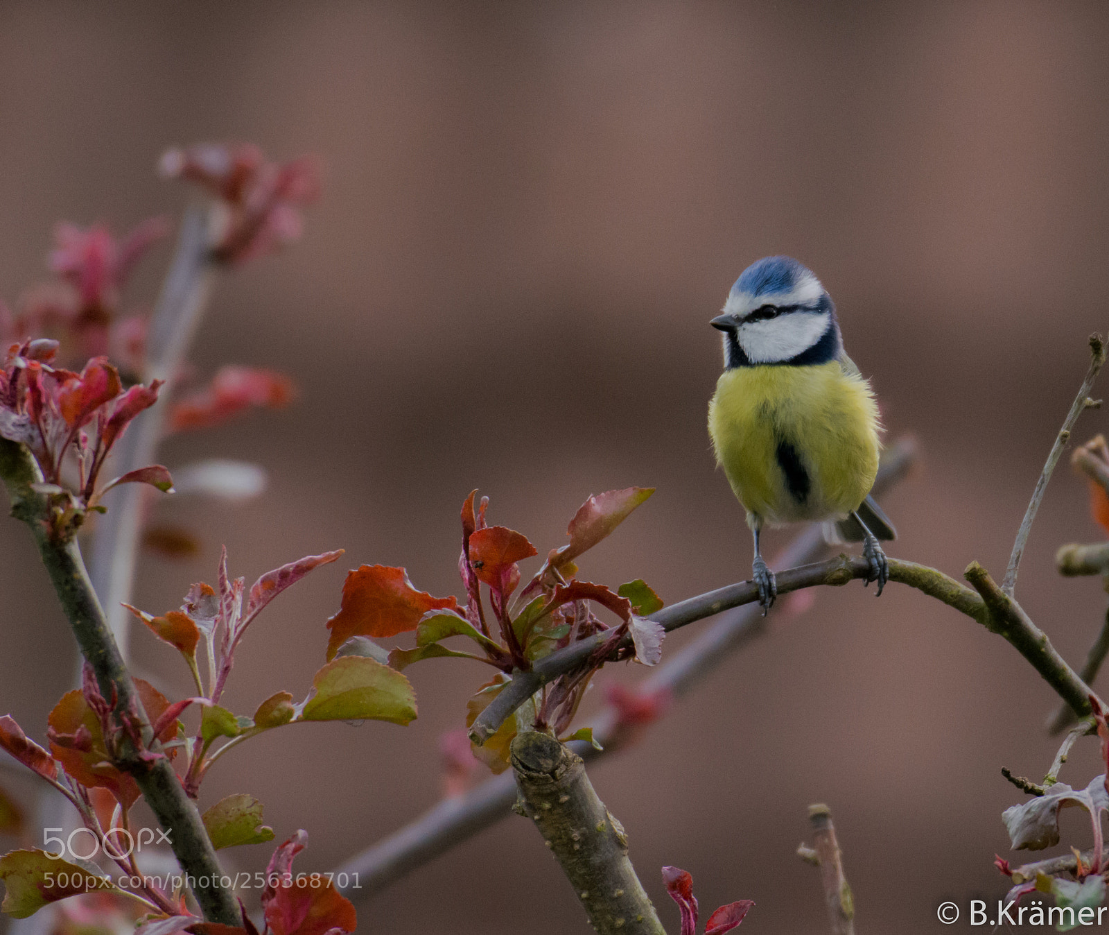 Nikon D7100 sample photo. Beautiful blue tit. photography