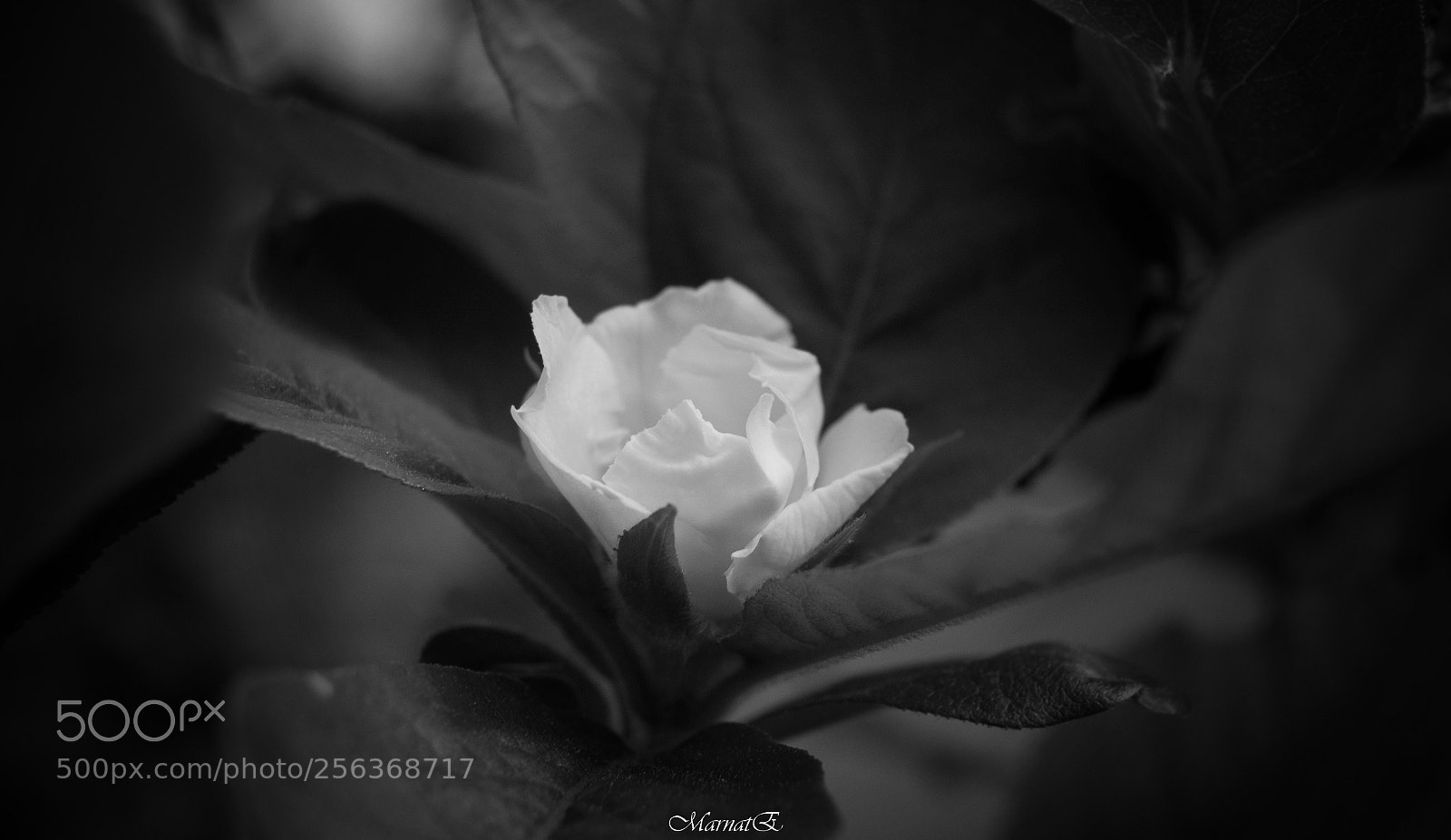 Nikon D50 sample photo. Romanza.. photography