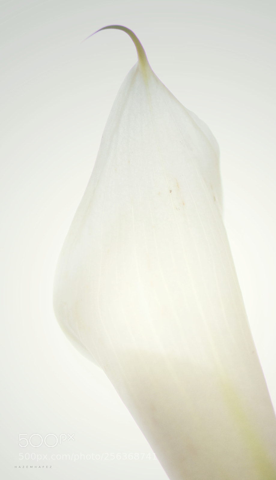 Nikon D810 sample photo. The magic wand .. photography
