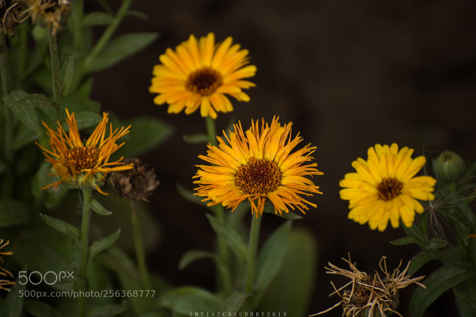 Nikon D750 sample photo. Life story photography