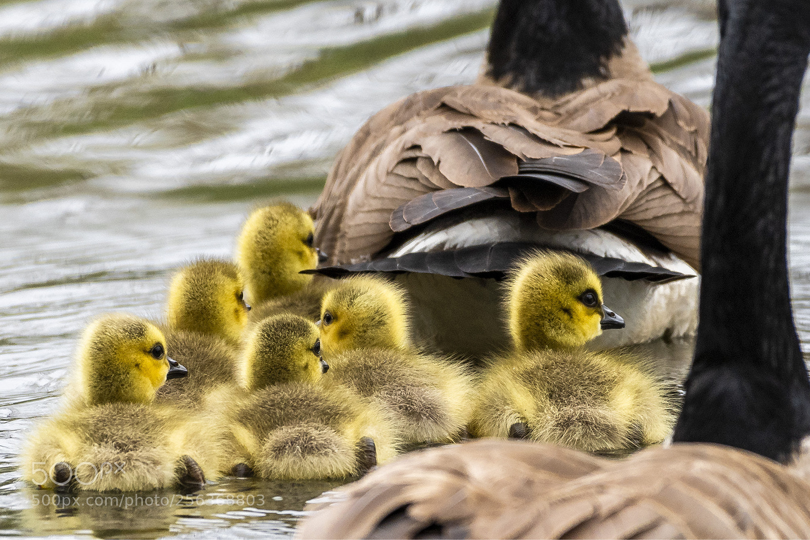 Nikon D500 sample photo. Goslings with ma and photography