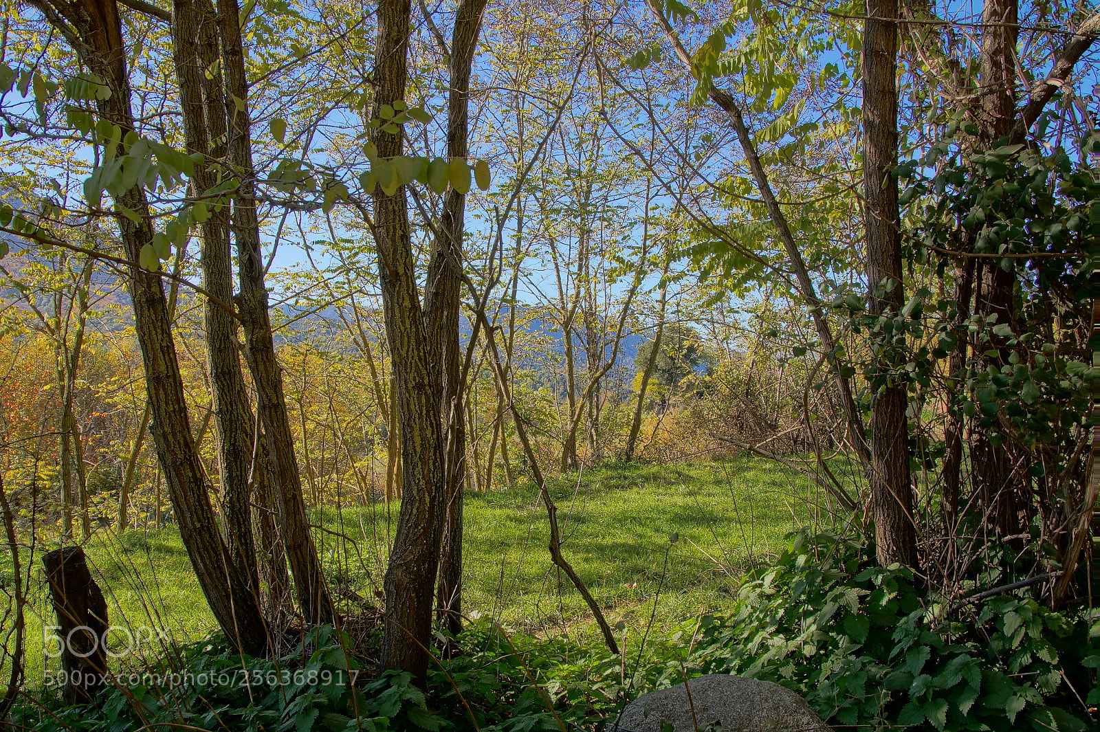 Sony SLT-A58 sample photo. Otoño photography