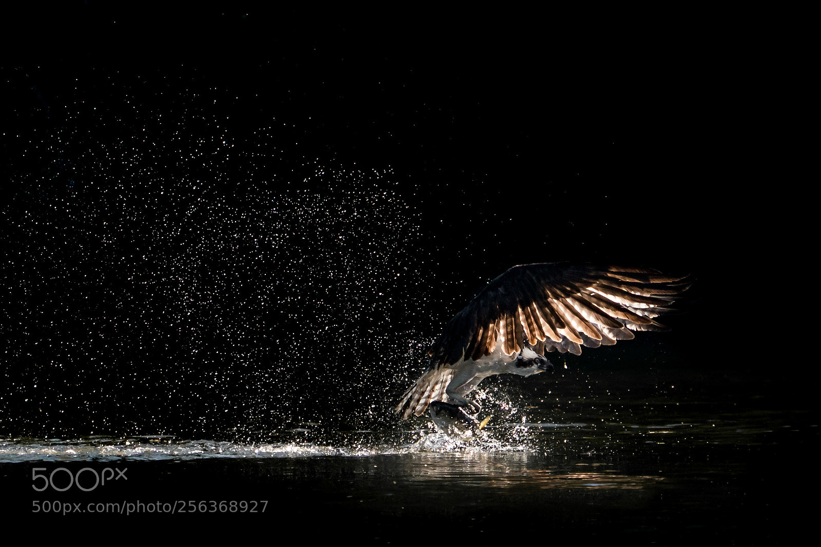 Sony a9 sample photo. Osprey takeoff xvi photography