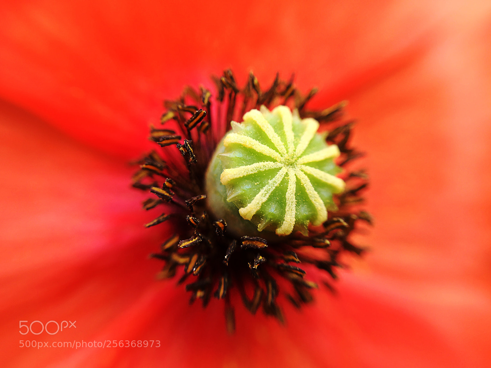 Apple iPhone 6s sample photo. Poppy macro photography
