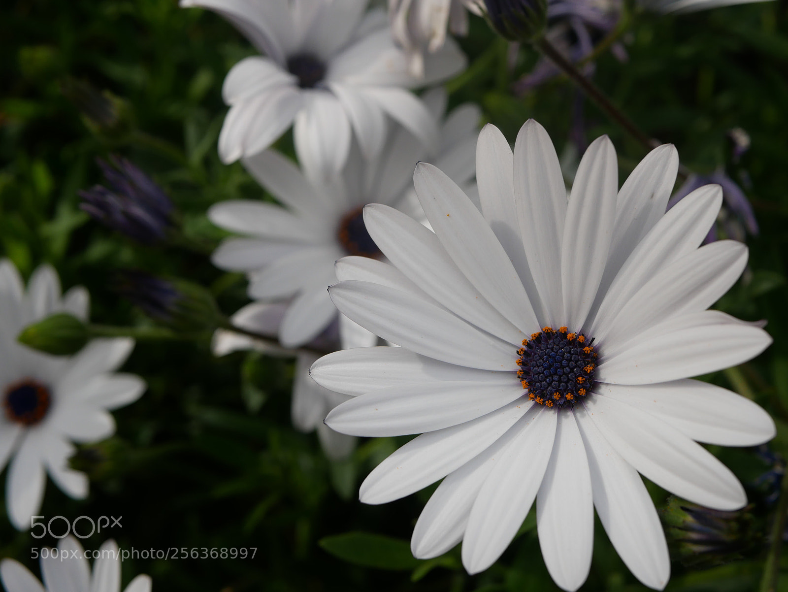 Panasonic Lumix DMC-GX85 (Lumix DMC-GX80 / Lumix DMC-GX7 Mark II) sample photo. Untitled photography