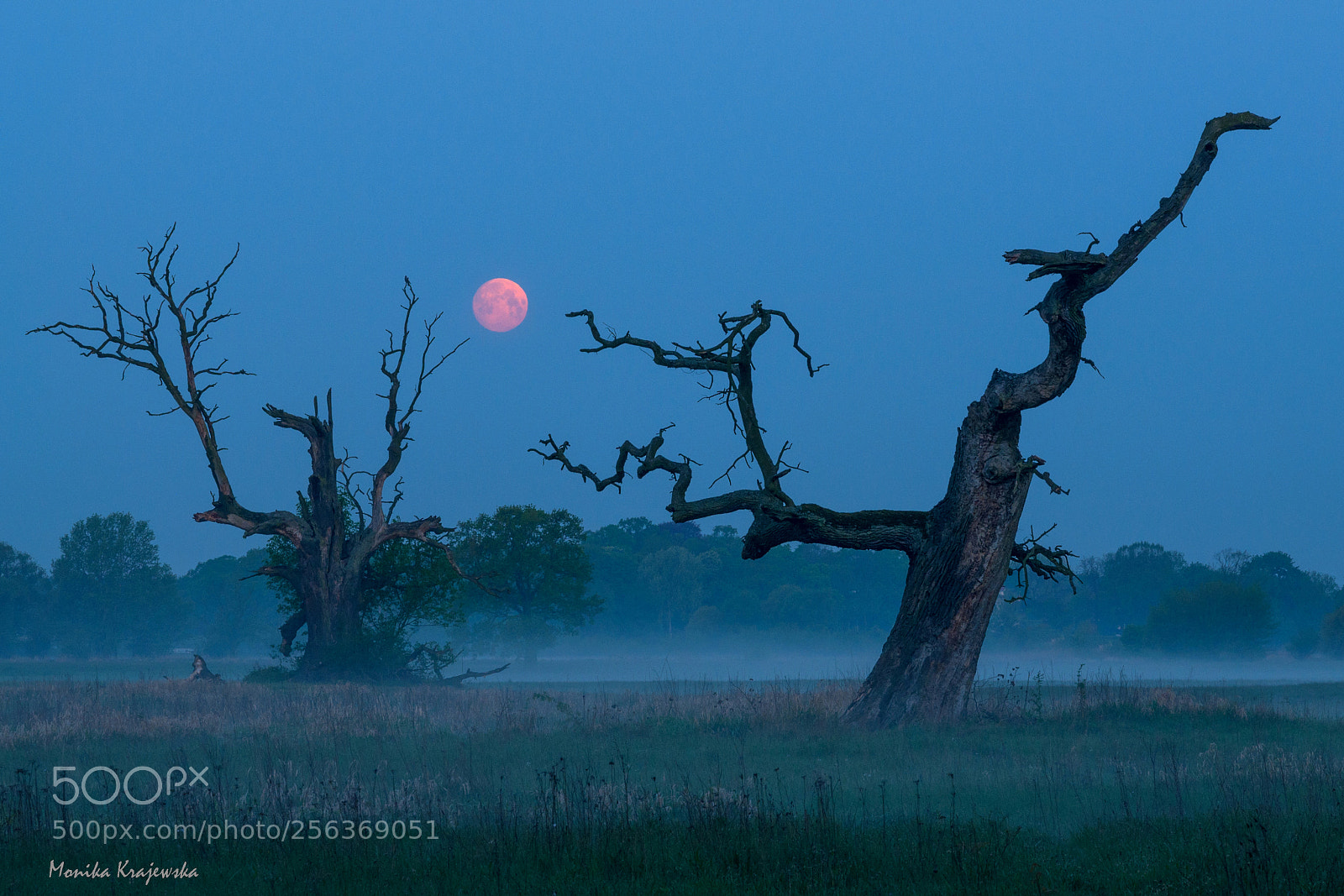 Nikon D90 sample photo. Moon between oaks photography