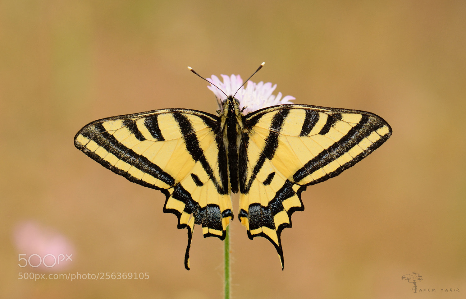 Nikon D7100 sample photo. Southern swallowtail photography