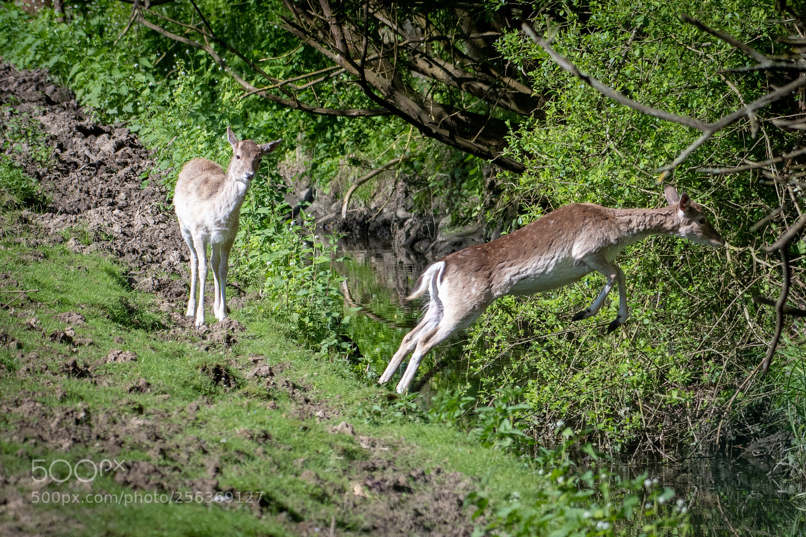 Nikon D500 sample photo. Et hop !! photography