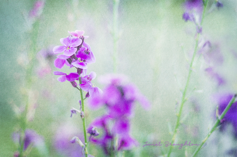 Sony Alpha DSLR-A580 sample photo. Textured spring florals photography