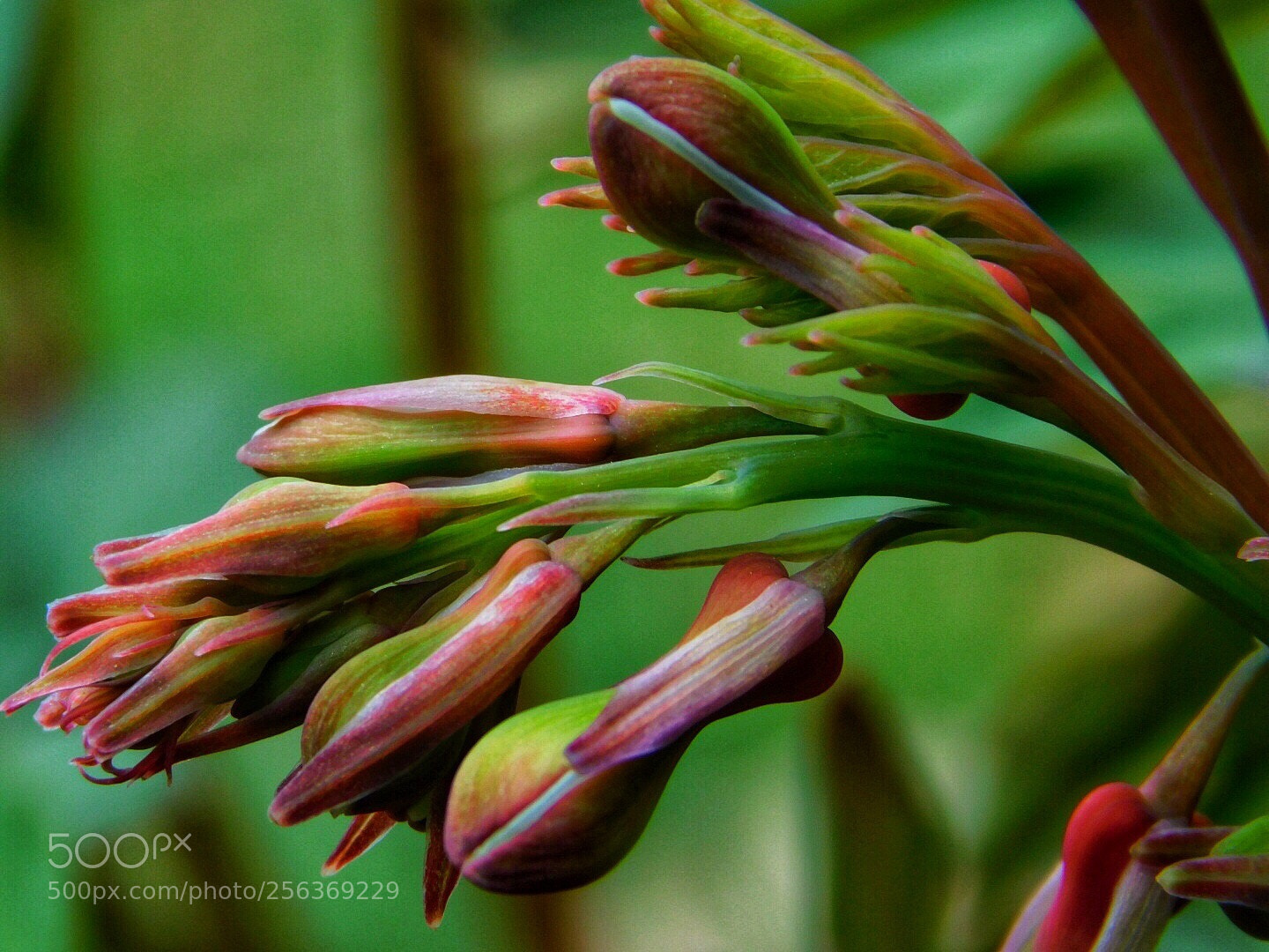 Nikon Coolpix B500 sample photo. Bleeding heart photography