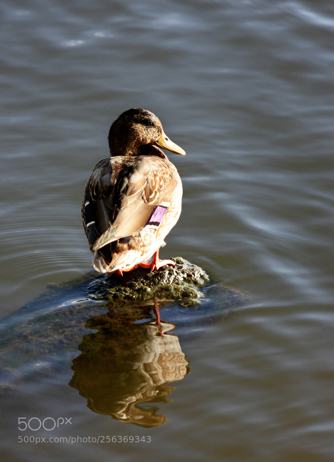 Canon EOS 500D (EOS Rebel T1i / EOS Kiss X3) sample photo. Just duck photography
