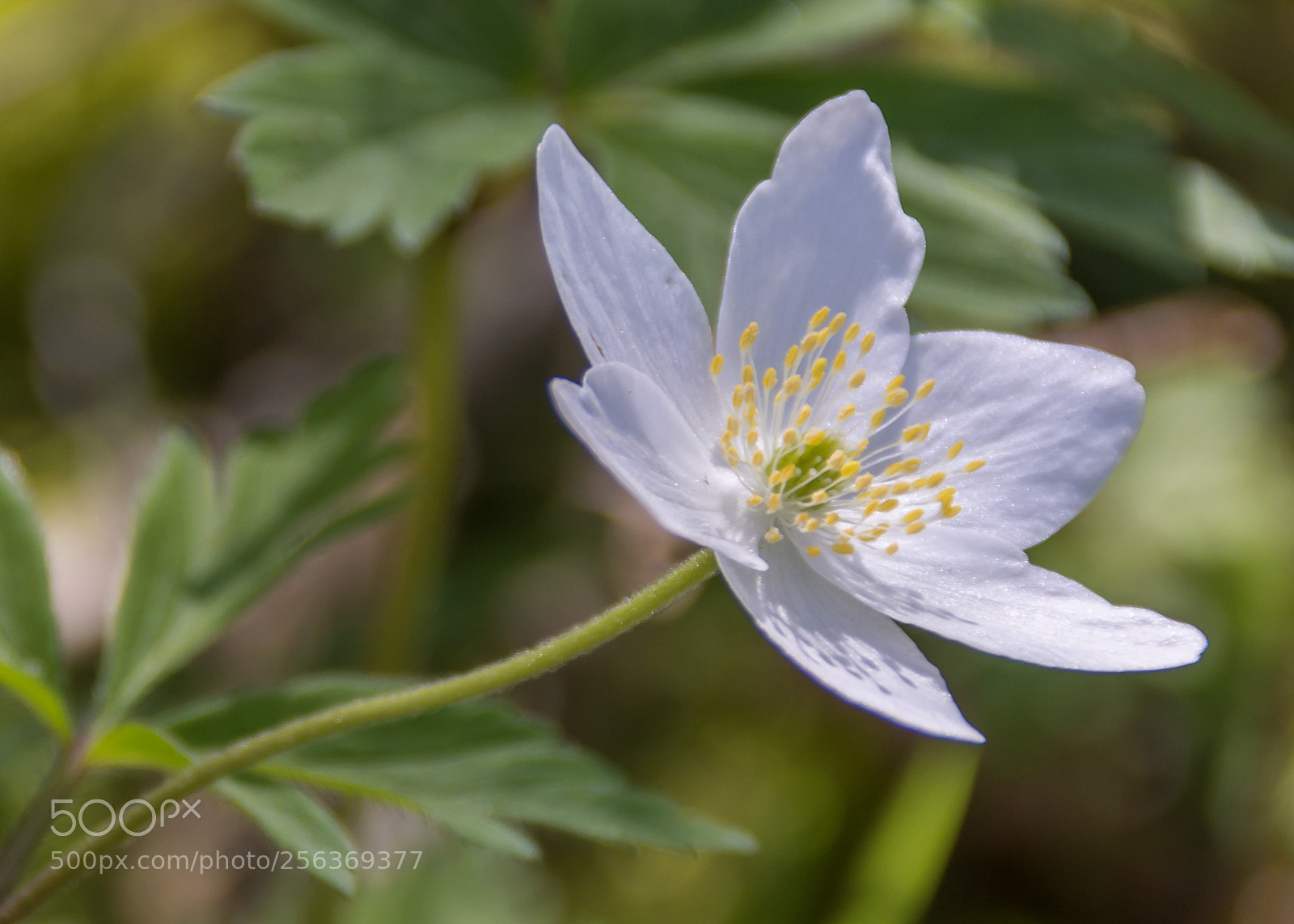 Nikon D7100 sample photo. Wood anemone photography