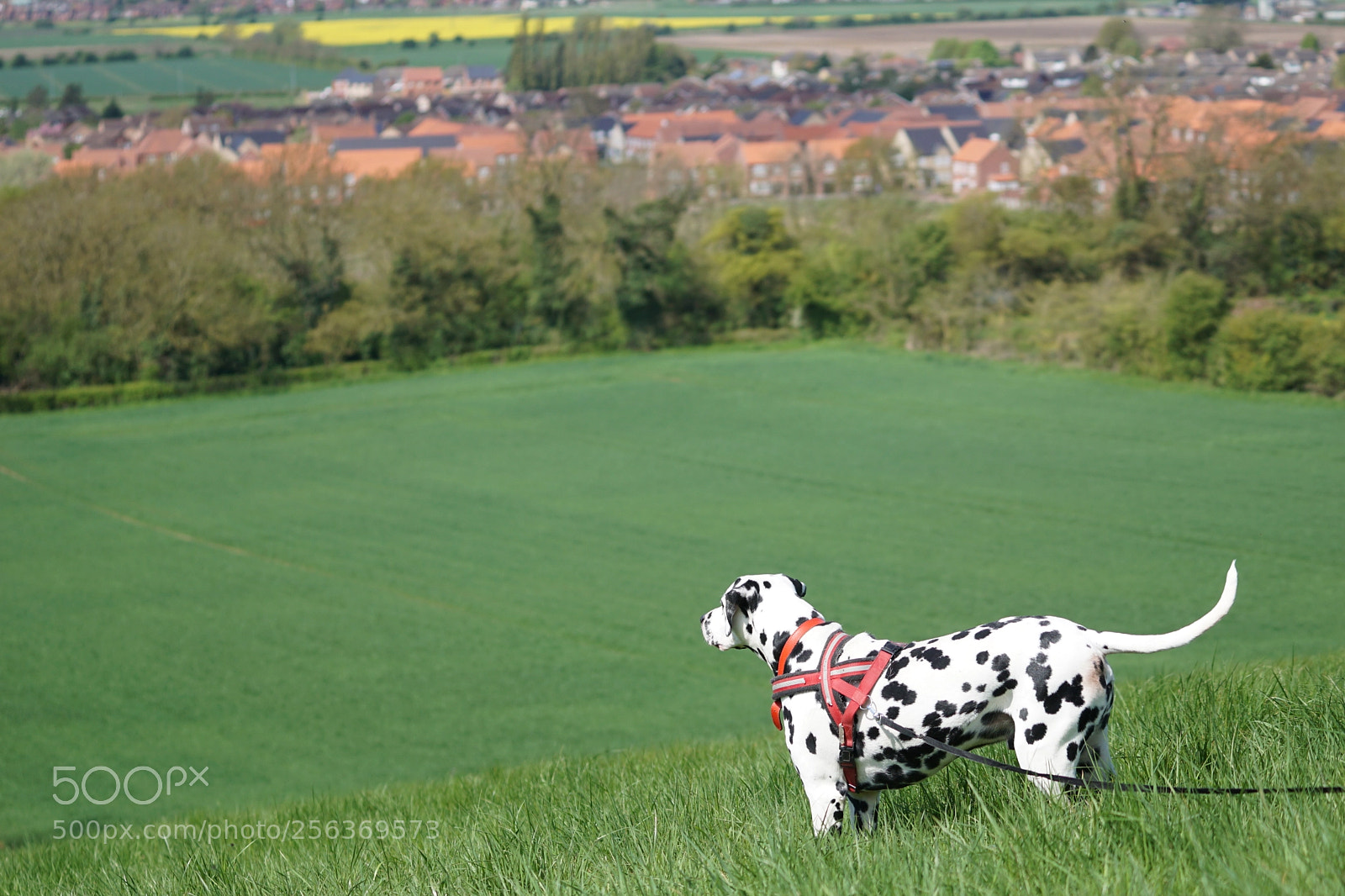Sony a6000 sample photo. Zu's field photography