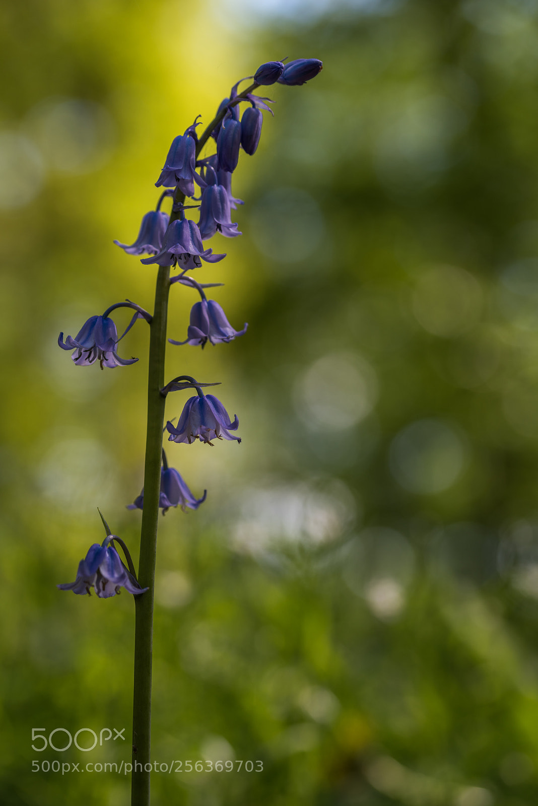 Nikon D810 sample photo. Rows photography