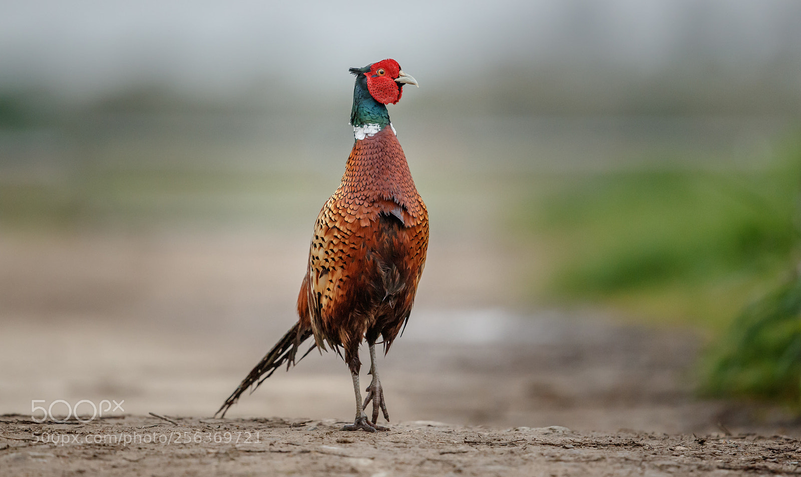 Canon EOS-1D X Mark II sample photo. Pheasant photography
