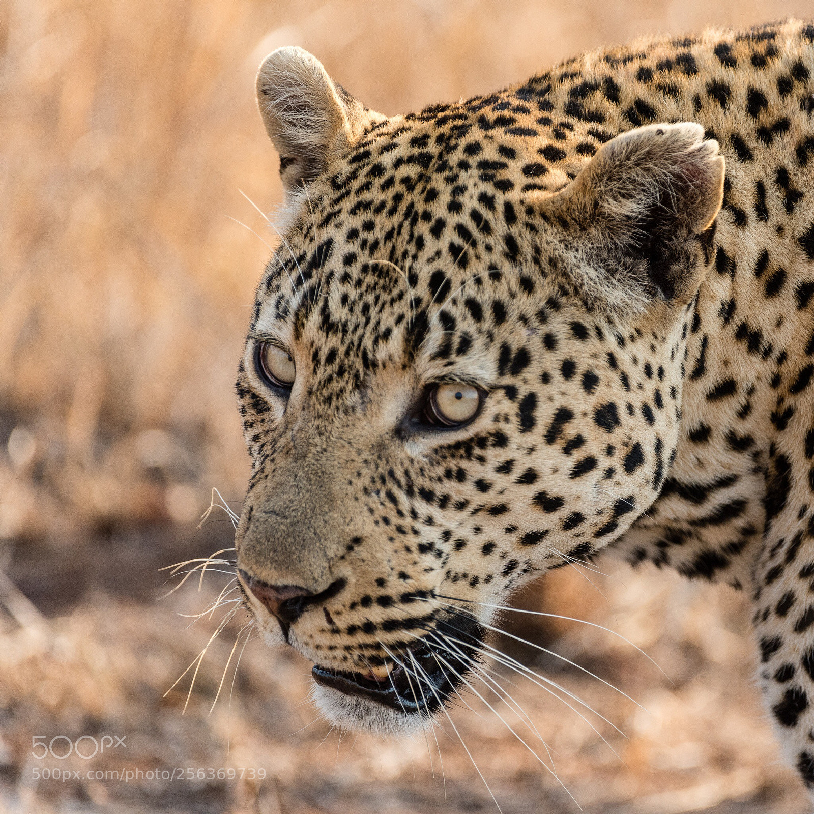 Nikon D810 sample photo. Action? photography