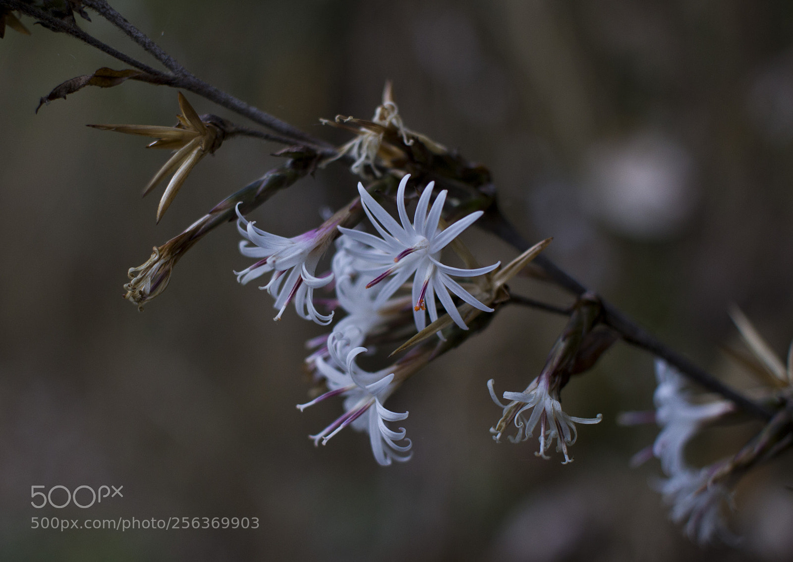 Canon EOS 600D (Rebel EOS T3i / EOS Kiss X5) sample photo. White flowers photography