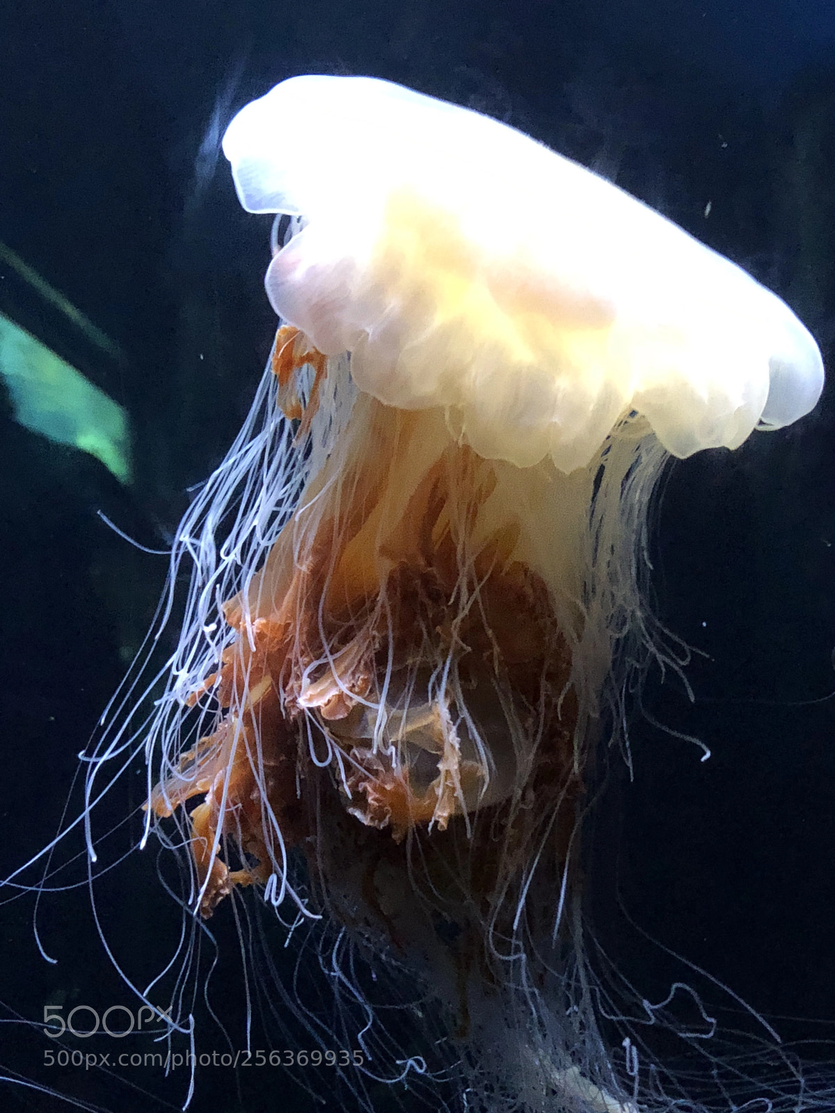Apple iPhone X sample photo. Jellyfish photography